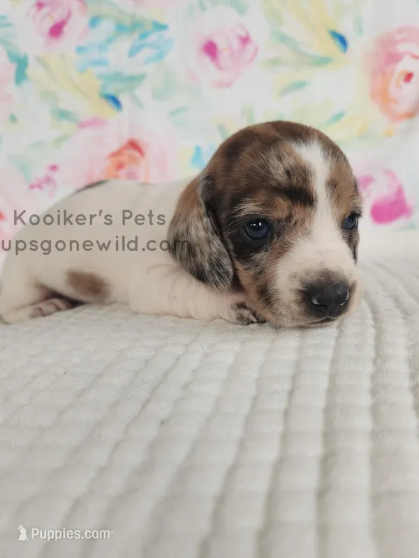 Funfetti – Miniature Dachshund puppy for sale in Boyden, IA