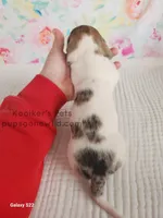 Funfetti, a female Miniature Dachshund for sale in Boyden, IA – Photo 5 of 5