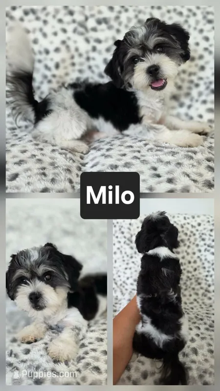 Milo – Shichon puppy for sale in Boyden, IA