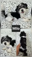 Milo-SALE, a male Shichon for sale in Boyden, IA – 1 of 1