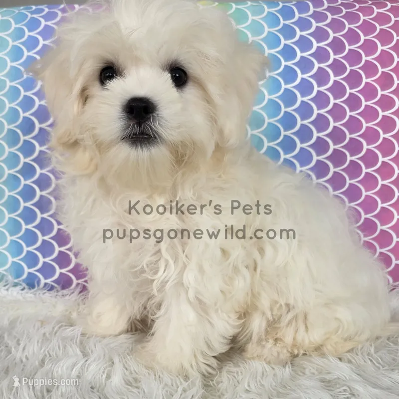 Lainey – Shichon puppy for sale in Boyden, IA