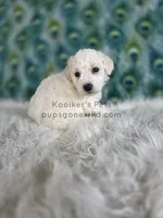 Bodie, a male Bichon Frise for sale in Boyden, IA – 3 of 3