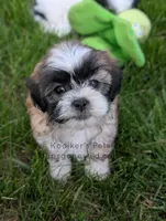 Poppy - SALE, a female Bichon Frise and Shih Tzu for sale in Boyden, IA – 2 of 4