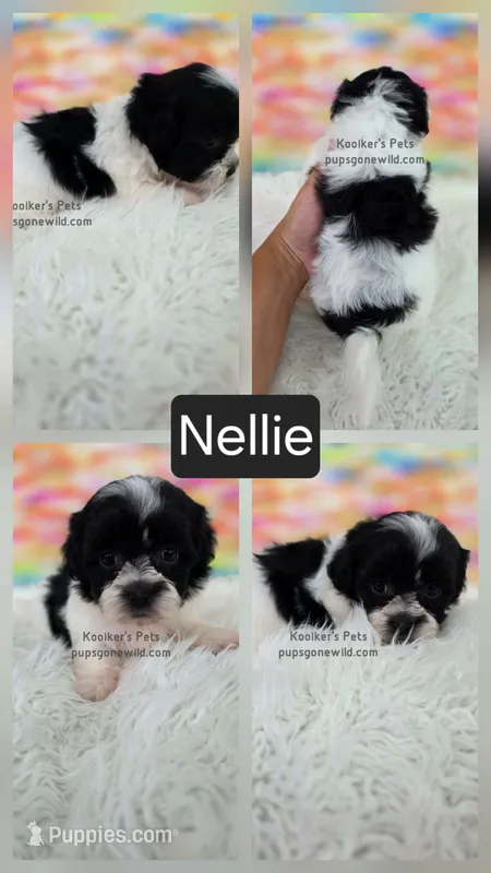 Nellie – Shichon puppy for sale in Boyden, IA
