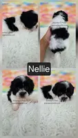 Nellie, a female Shichon for sale in Boyden, IA – 1 of 1