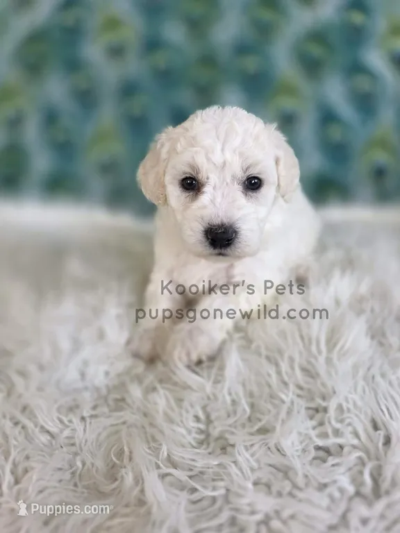 Bodie – Bichon Frise puppy for sale in Boyden, IA