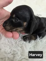 Harvey, a male Miniature Dachshund for sale in Boyden, IA – 3 of 4