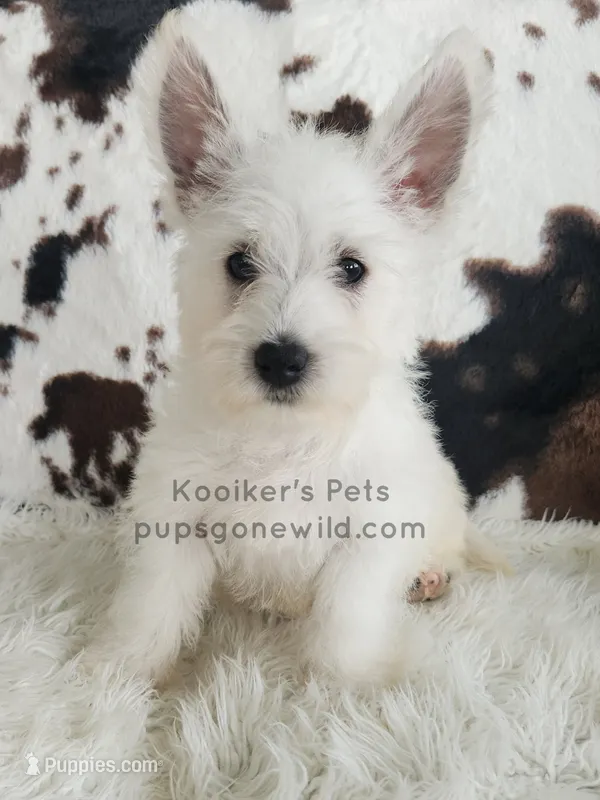 Dimitri – West Highland White Terrier puppy for sale in Boyden, IA