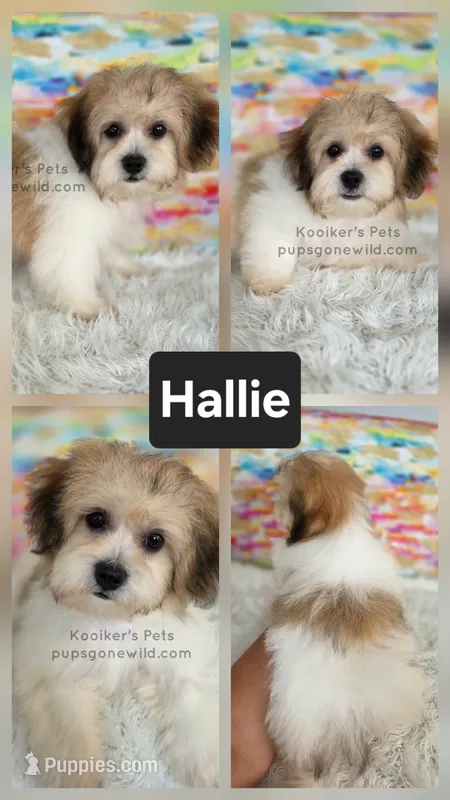 Hallie – Bichon Frise, Shih Tzu puppy for sale in Boyden, IA