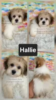 Hallie, a female Bichon Frise and Shih Tzu for sale in Boyden, IA – 1 of 1