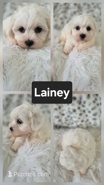 Lainey – Shichon puppy for sale in Boyden, IA