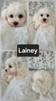 Lainey, a female Shichon for sale in Boyden, IA – 1 of 1