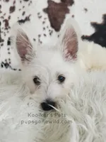 Dimitri, a male West Highland White Terrier for sale in Boyden, IA – 5 of 5
