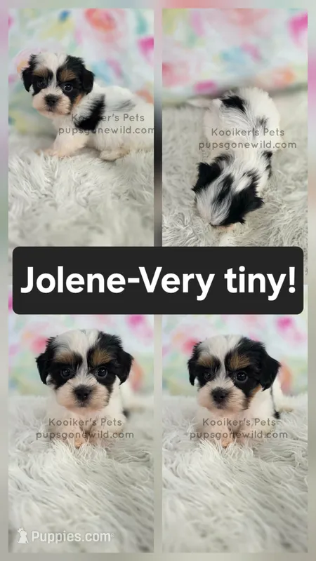 Jolene – Bichon Frise, Shih Tzu puppy for sale in Boyden, IA