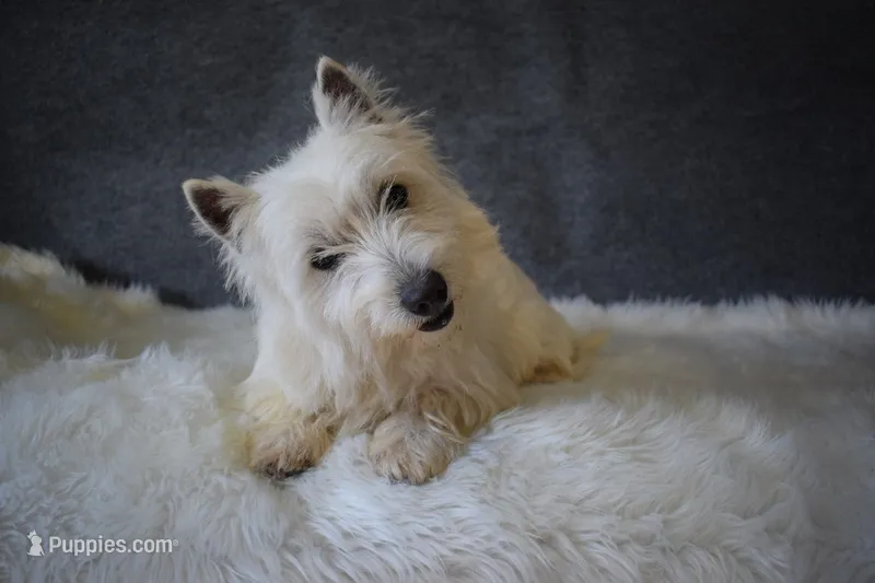 Sweetie – West Highland White Terrier puppy for sale in Boyden, IA