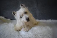 Sweetie, a female West Highland White Terrier for sale in Boyden, IA – 1 of 2