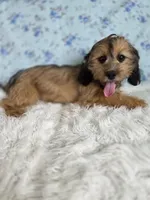 Rose-SALE, a female Shih Tzu and Miniature Dachshund for sale in Boyden, IA – 2 of 2