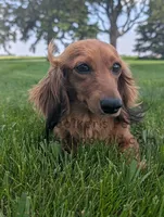 Tatum, a female Miniature Dachshund for sale in Boyden, IA – 3 of 4