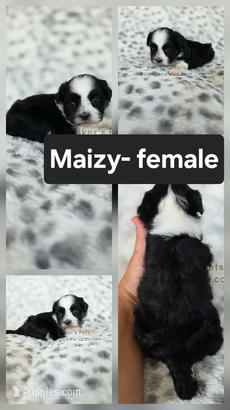 Maizy – Shichon puppy for sale in Boyden, IA