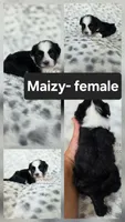 Maizy, a female Shichon for sale in Boyden, IA – 1 of 1