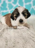 Parker, a male Bichon Frise and Shih Tzu for sale in Boyden, IA – 1 of 3