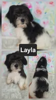 Layla - SALE, a female Bichon Frise and Shih Tzu for sale in Boyden, IA – 1 of 1