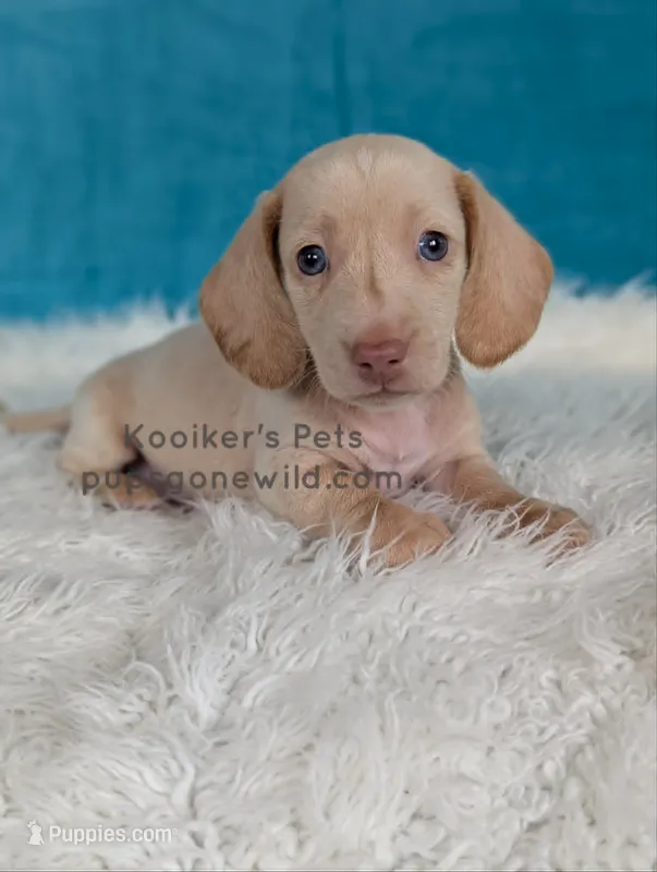Mochi – Miniature Dachshund puppy for sale in Boyden, IA