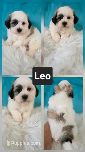 Leo – Shichon puppy for sale in Boyden, IA