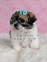 Hannah, a female Bichon Frise and Shih Tzu for sale in Boyden, IA – 3 of 5