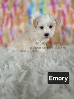 Emory, a male Bichon Frise and Shih Tzu for sale in Boyden, IA – 4 of 6