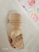 Sugar, a female Miniature Dachshund for sale in Boyden, IA – Photo 5 of 5