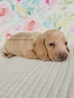 Sugar, a female Miniature Dachshund for sale in Boyden, IA – Photo 3 of 5