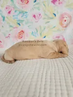 Sugar, a female Miniature Dachshund for sale in Boyden, IA – Photo 4 of 5