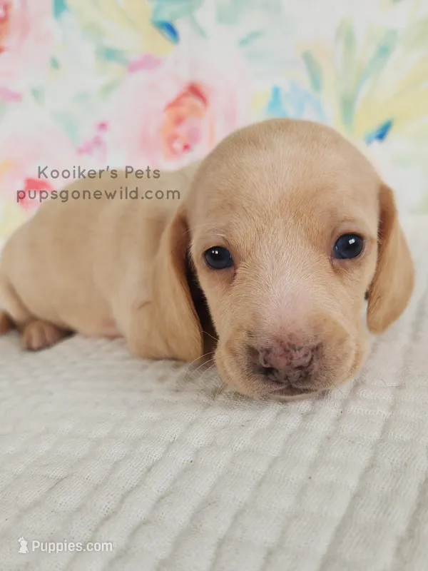 Sugar – Miniature Dachshund puppy for sale in Boyden, IA