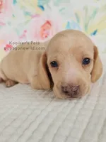Sugar, a female Miniature Dachshund for sale in Boyden, IA – Photo 1 of 5