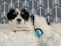 Duke, a male Bichon Frise and Shih Tzu for sale in Boyden, IA – 4 of 4