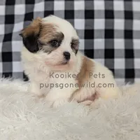 Cedrick-SALE, a male Shichon for sale in Boyden, IA – Photo 2 of 5