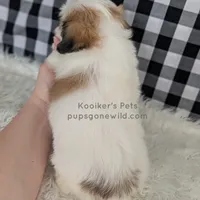 Cedrick-SALE, a male Shichon for sale in Boyden, IA – Photo 5 of 5