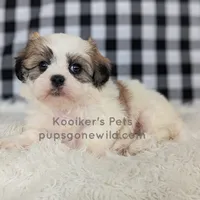 Cedrick-SALE, a male Shichon for sale in Boyden, IA – Photo 4 of 5