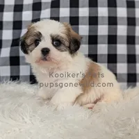 Cedrick-SALE, a male Shichon for sale in Boyden, IA – Photo 3 of 5