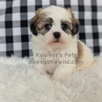 Cedrick-SALE, a male Shichon for sale in Boyden, IA – Photo 1 of 5