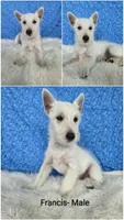 Francis-SALE, a male West Highland White Terrier for sale in Boyden, IA – 2 of 2