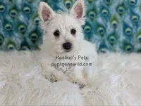 AKC Mira, a female West Highland White Terrier for sale in Boyden, IA – 8 of 9