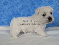 AKC Mira, a female West Highland White Terrier for sale in Boyden, IA – Photo 6 of 7