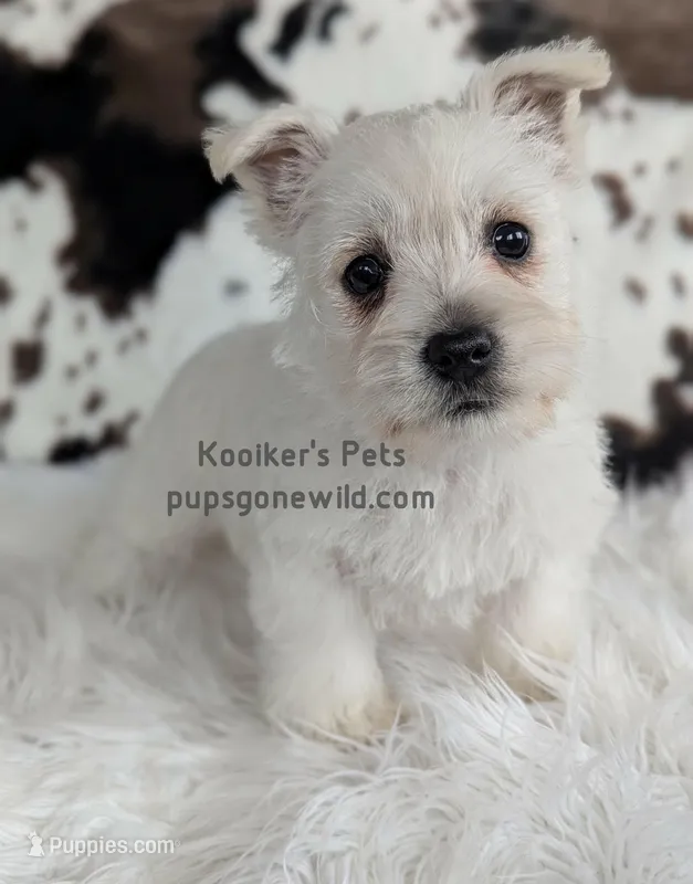 AKC Mira – West Highland White Terrier puppy for sale in Boyden, IA