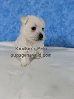 AKC Mira, a female West Highland White Terrier for sale in Boyden, IA – Photo 4 of 7