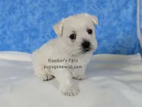 AKC Mira, a female West Highland White Terrier for sale in Boyden, IA – Photo 1 of 7