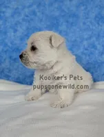 AKC Mira, a female West Highland White Terrier for sale in Boyden, IA – Photo 5 of 7