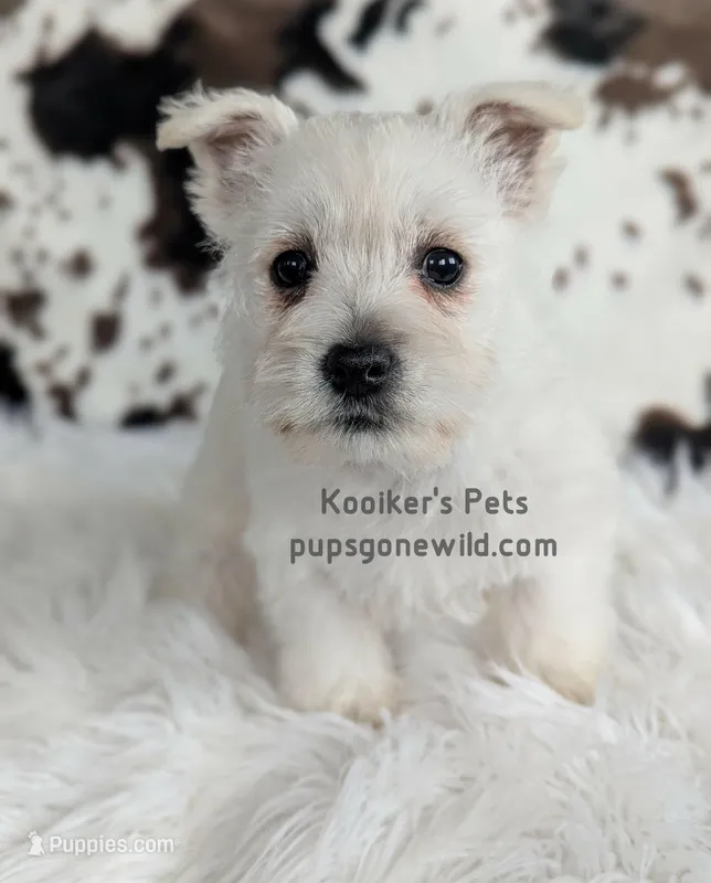 AKC Mira – West Highland White Terrier puppy for sale in Boyden, IA