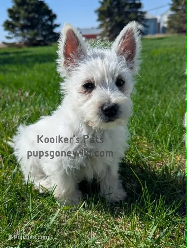AKC Mira – West Highland White Terrier puppy for sale in Boyden, IA